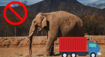 VIDEO: Animales escapan de la violencia en Culiacán, serán trasladados a Mazatlán.