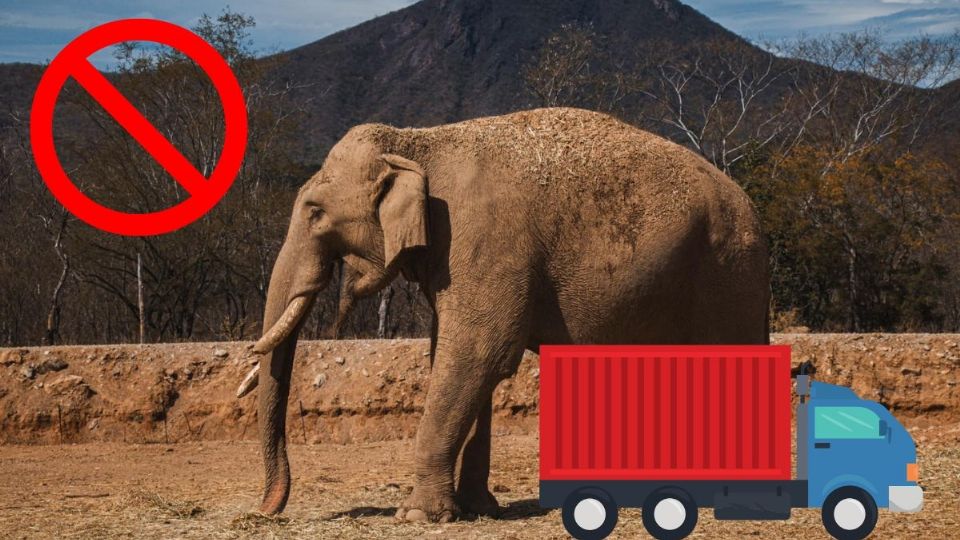 Por ola de violencia, así trasladaron a elefantes de Culiacán a Mazatlán | VIDEO