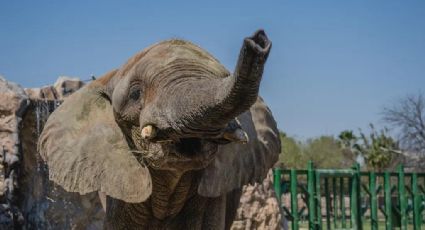 Zoológico La Pastora celebrará el cumpleaños 19 de Monty: ¿Cuándo y cómo se festejará?