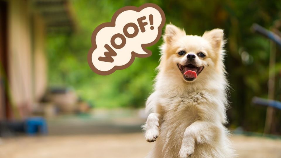 Así puedes evitar que tu perro ladre y molestes a los vecinos