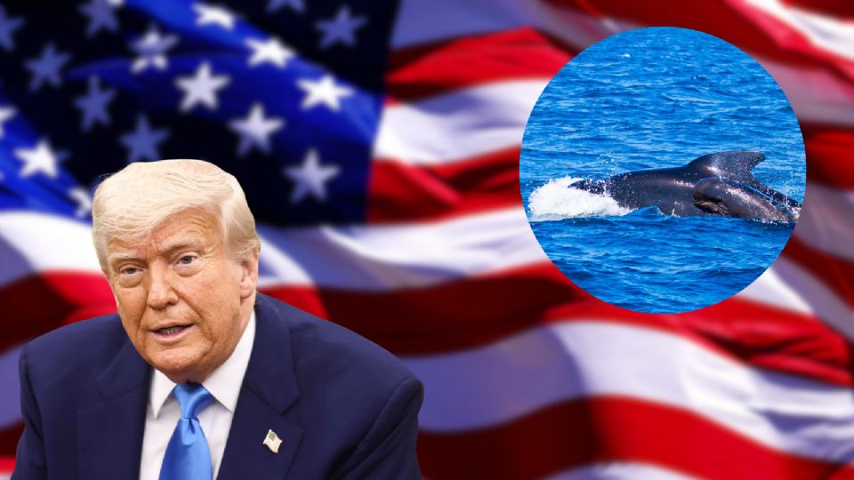 Organizaciones ambientales acusan a la administración Trump de facilitar la destrucción del Golfo de México.