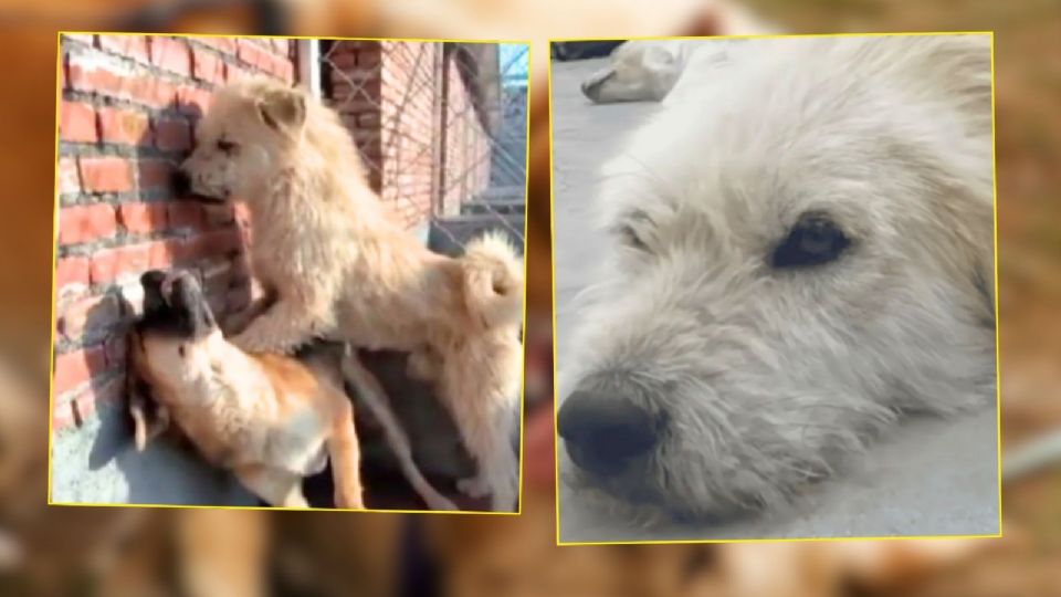 Conoce al lomito alfa, que ha puesto una jerarquía como en Game of Thrones.
