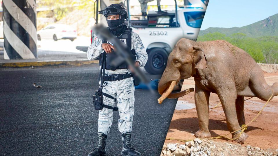 Violencia en Sinaloa golpea al Ostok Sanctuary.