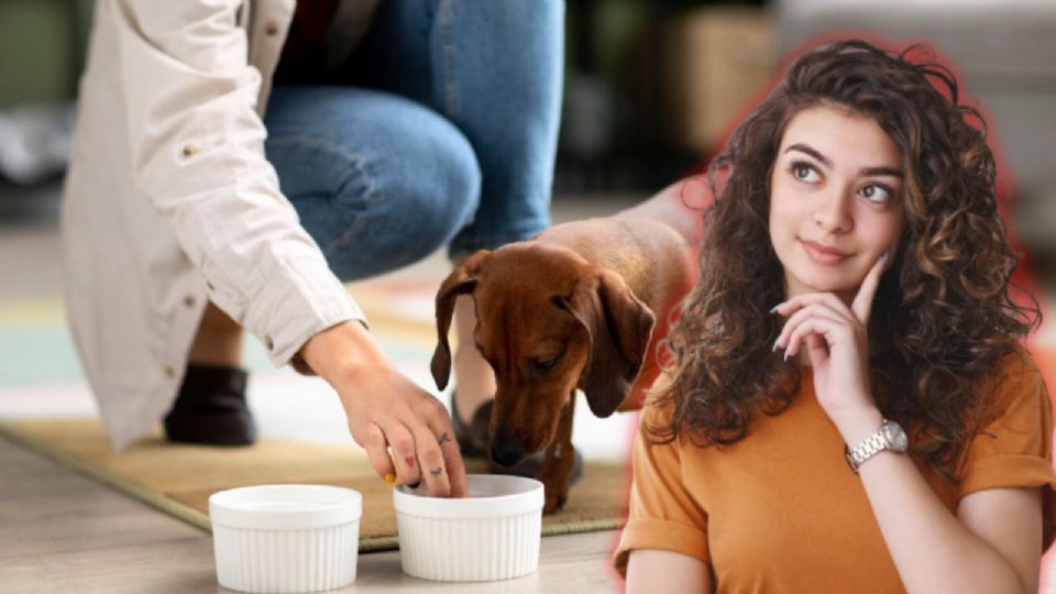 Hoy en día, los cuidadores responsables buscan opciones más saludables y adecuadas.