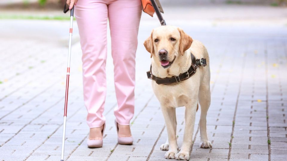 Planteó integrar a las obligaciones de los prestadores de servicios turísticos.