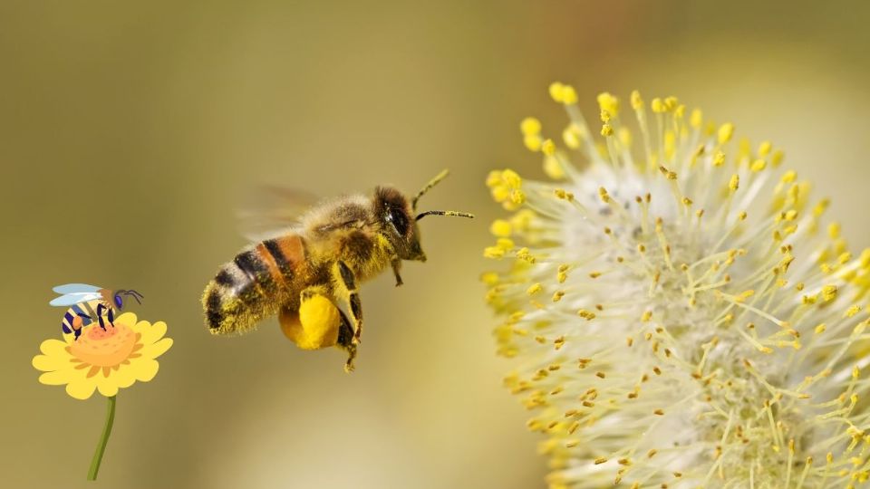 Así es como el zumbido de las abejas provoca que las plantas produzcan más néctar