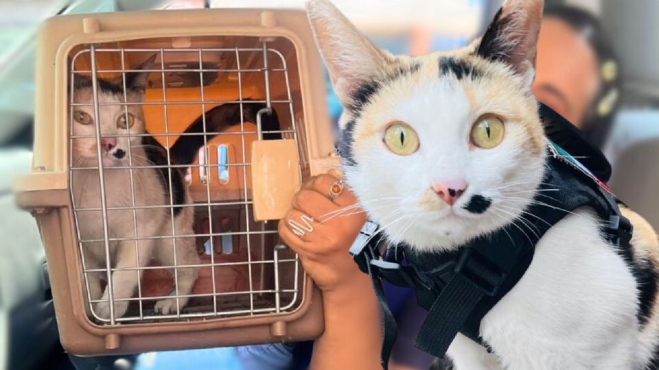 Después de la tragedia, el recinto fue asegurado y se colocaron sellos de suspensión.