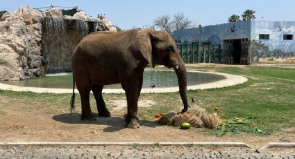 La Pastora reabre con entrada gratuita ¿A partir de cuándo?