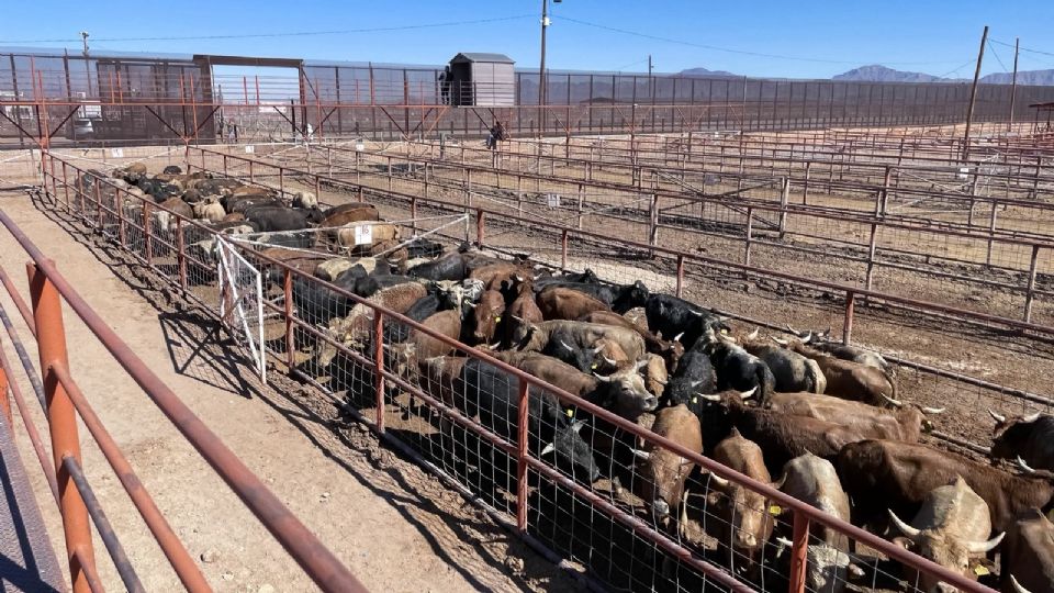 En las zonas de amortiguamiento y libres se aplicará el plan de vigilancia epidemiológica activa.