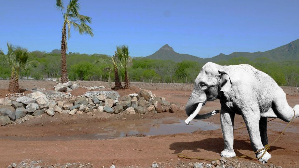 Elefantes del Santuario Ostok siendo entrenados para entrar a contenedores durante el traslado a Mazatlán.