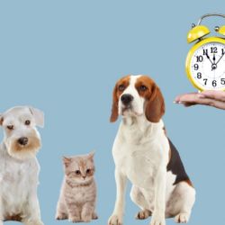 Este es el motivo por el que los gatos suelen vivir más que los perros