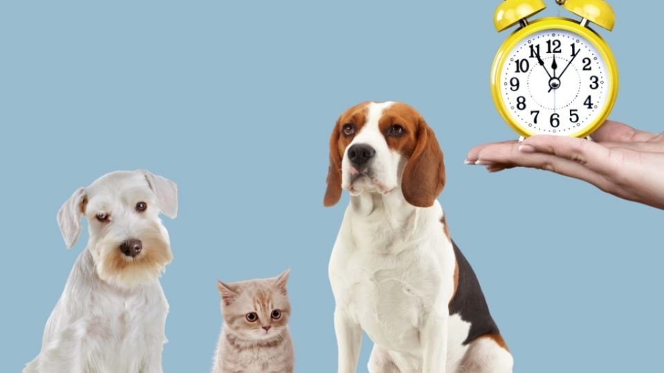 Uno de los principales motivos es que los gatos envejecen más lento que los perros.