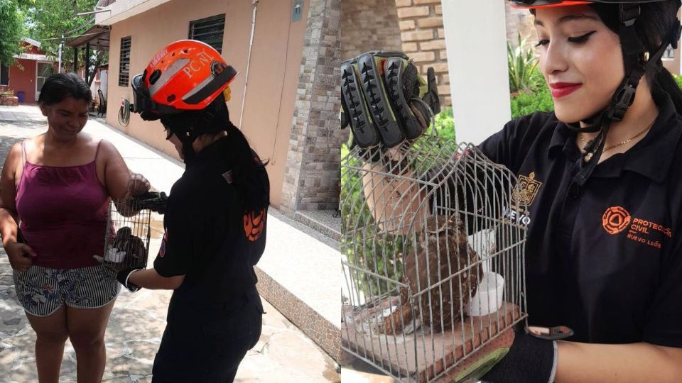 Personal de Protección Civil traslada al búho rescatado en Santiago, Nuevo León para su resguardo temporal.