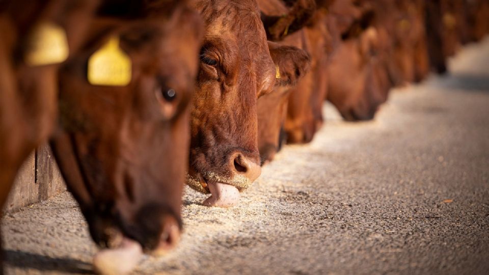 Siguen suspendidas las exportaciones de ganado mexicano por ahora.