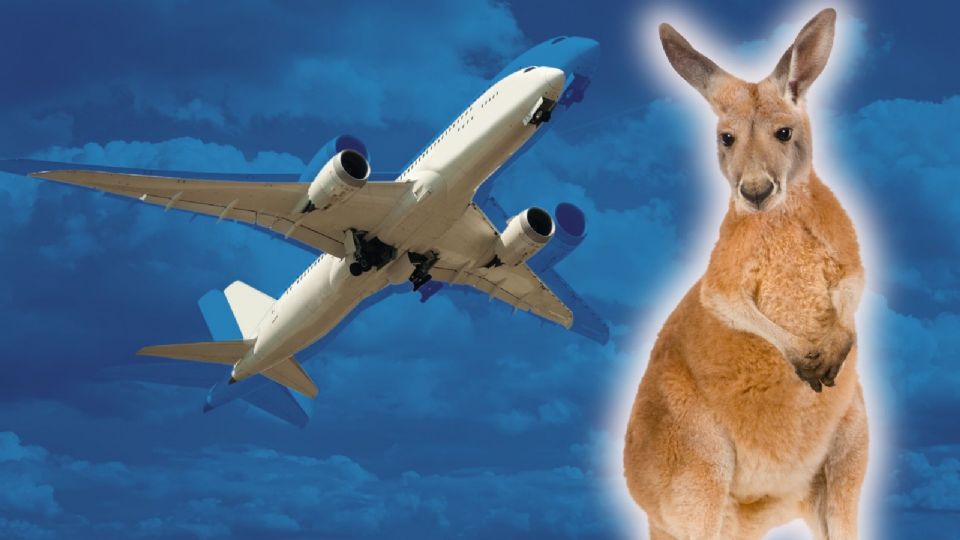 El caso del canguro 'viajero' fue analizado por expertos.