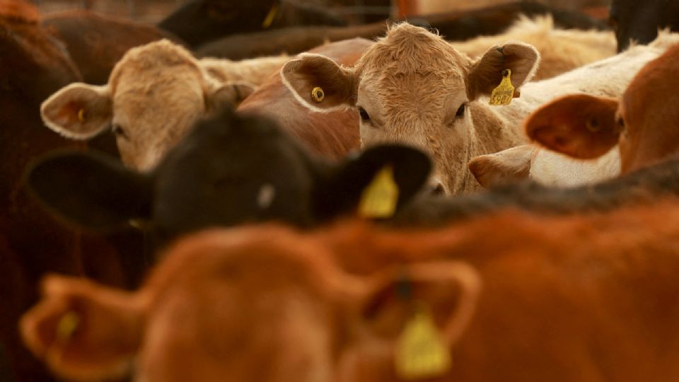 EU podría renudar en esta fecha la importación de ganado mexicano.