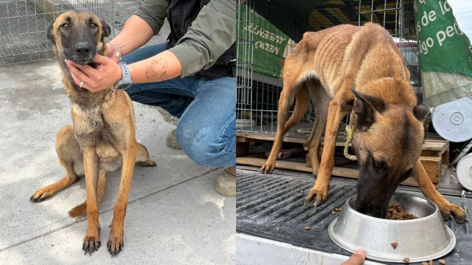 La Procuraduría de Medio Ambiente rescató a una perrita en condiciones graves en El Carmen, Nuevo León.