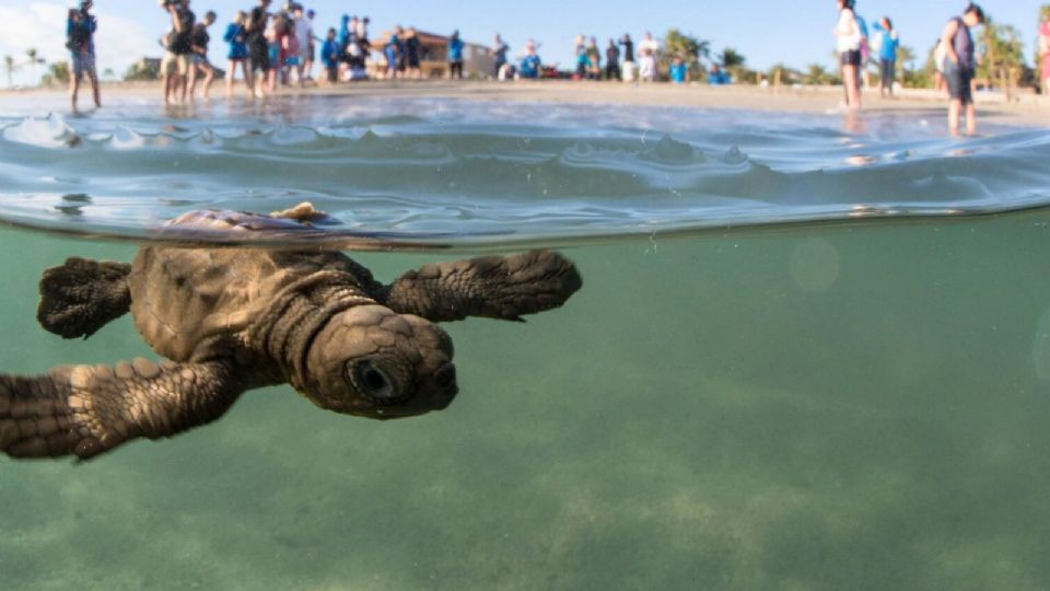 El sujeto fue puesto a disposición de la autoridad competente para enfrentar el delito que se le imputa.
