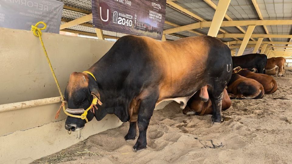Ganaderos de Nuevo León recibirán capacitación para detectar y tratar el gusano barrenador.