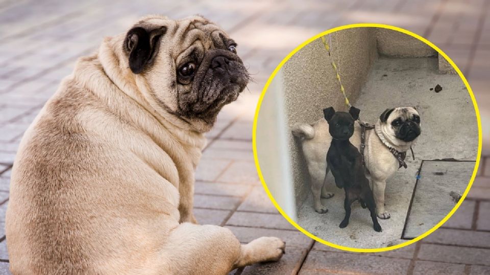 Autoridades intentaron rescatar al perrito pug y a su compañero, pero lamentablemente uno falleció.