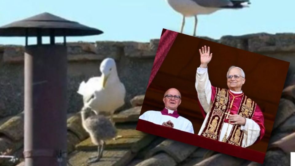 Un grupo de gaviotas se robó el corazón de los católicos durante la fumata en la Capilla Sixtina.