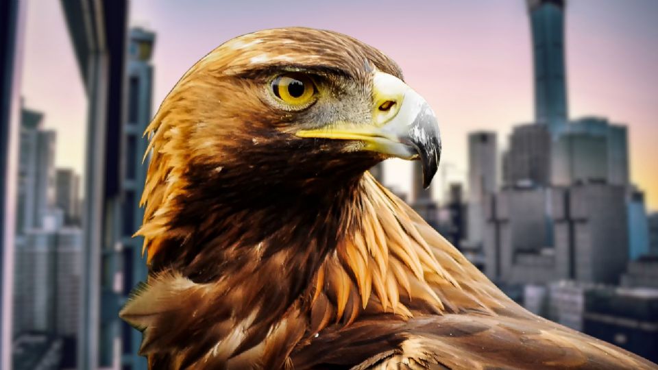 Un águila protagonizaría uno de los momentos más inesperados del año, captado por las cámaras del C5.