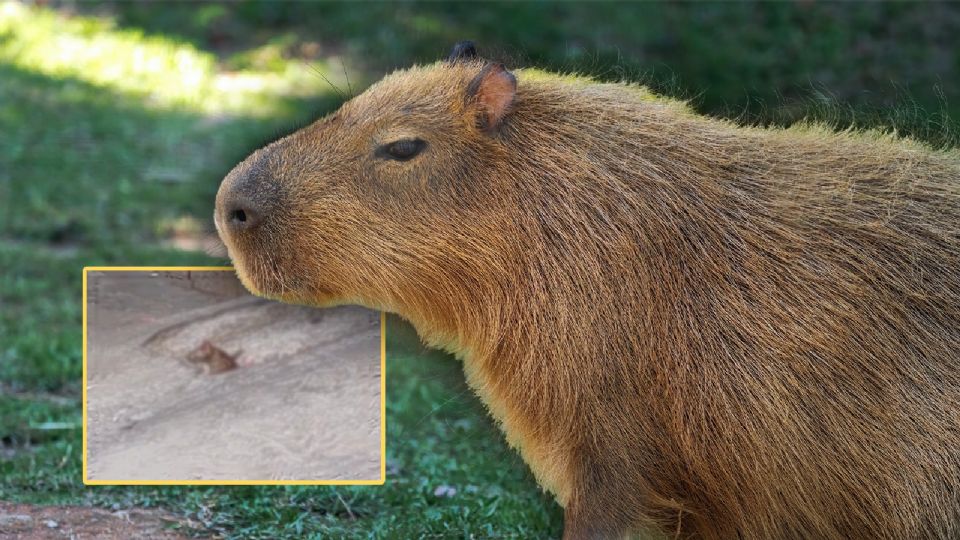 Los internautas en TikTok no tardaron en reaccionar con emojis de risa y corazón.