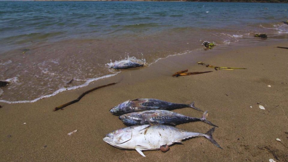 Un derrame en ductos de PEMEX está provocando daños en las costas del municipio de Paraíso.