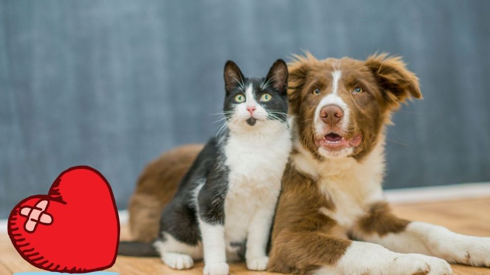 ¿Perdiste a tu perro o gato? Este es el tiempo que dura el duelo tras su fallecimiento