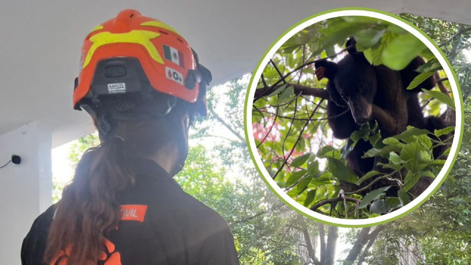 El oso fue captado mientras se encontraba descansando en un árbol.