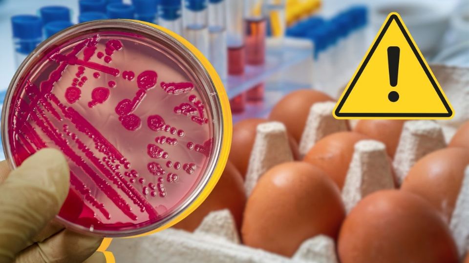 Brote de salmonela en EE.UU. por huevos contaminados: ¿hay riesgo para México?