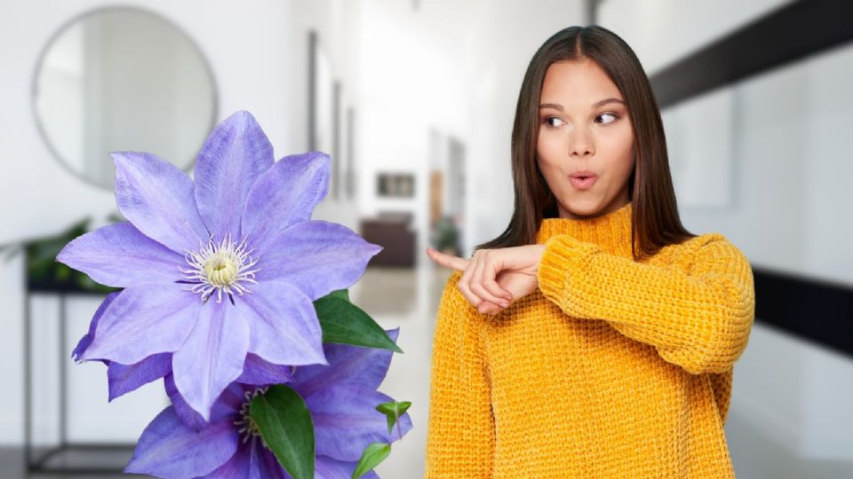 Si quieres dar el siguiente paso en tu decoración, la clemátide es una de las mejores opciones.