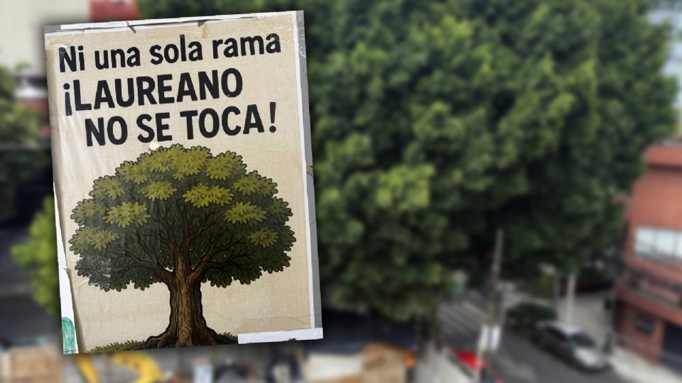 Campaña para salvar al árbol Laureano.