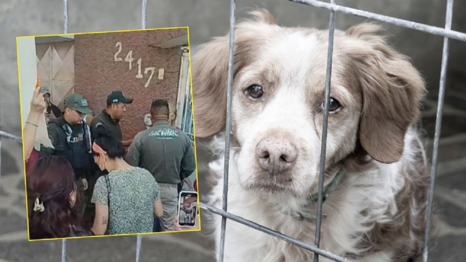 Fueron localizados alrededor de 20 perros en condiciones críticas de hacinamiento, desnutrición y abandono.