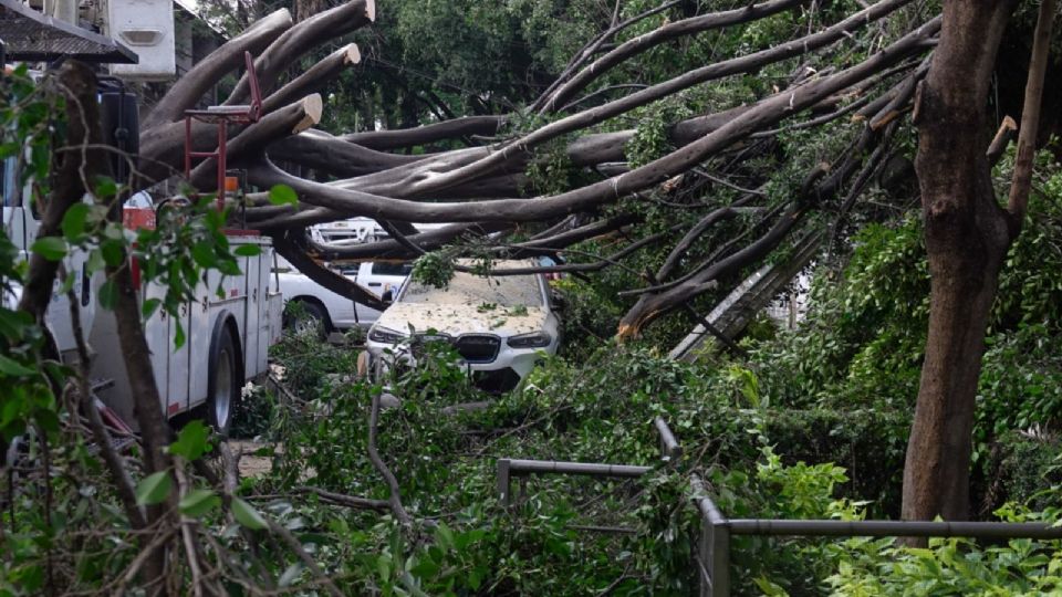 Un árbol de al menos 20 metros de altura, cayó sobre un carro y una casa la calle Xochicalco casi esquina con Luz Saviñón, en la colonia Narvarte, alcaldía Benito Juárez.