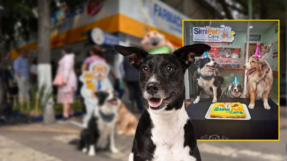 SimiPet Care se especializa en atención médica veterinaria de primer contacto a un bajo costo.