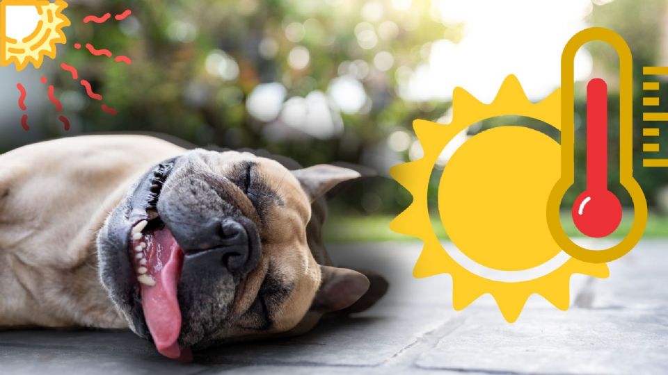 Mantente informado a través de fuentes oficiales como el SMN y Conagua, y prepárate para los días de calor extremo.