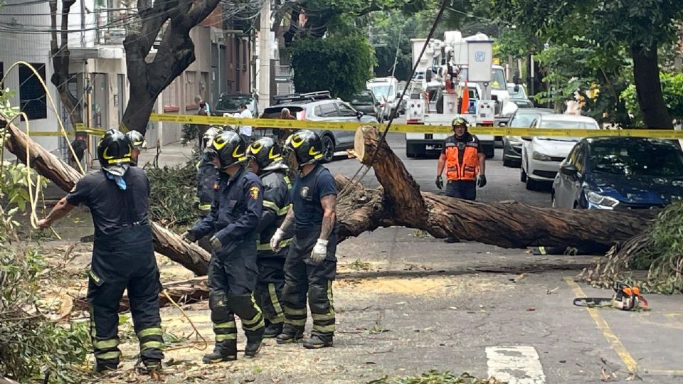 El personal de bomberos de la estación Benito Juárez realiza maniobras para el retiro del árbol.