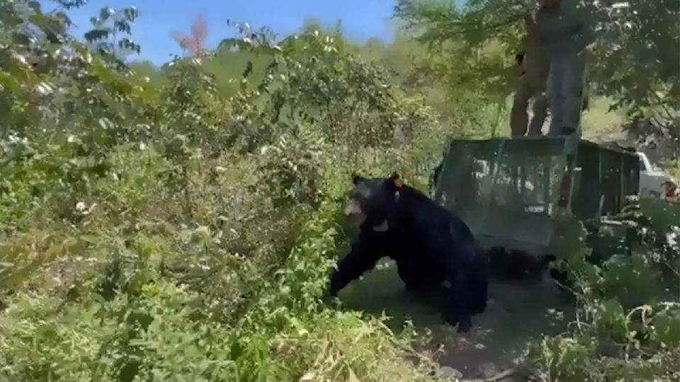 El ejemplar fue liberado en su habitat natural y será monitoreado por medio de un chip satelital.