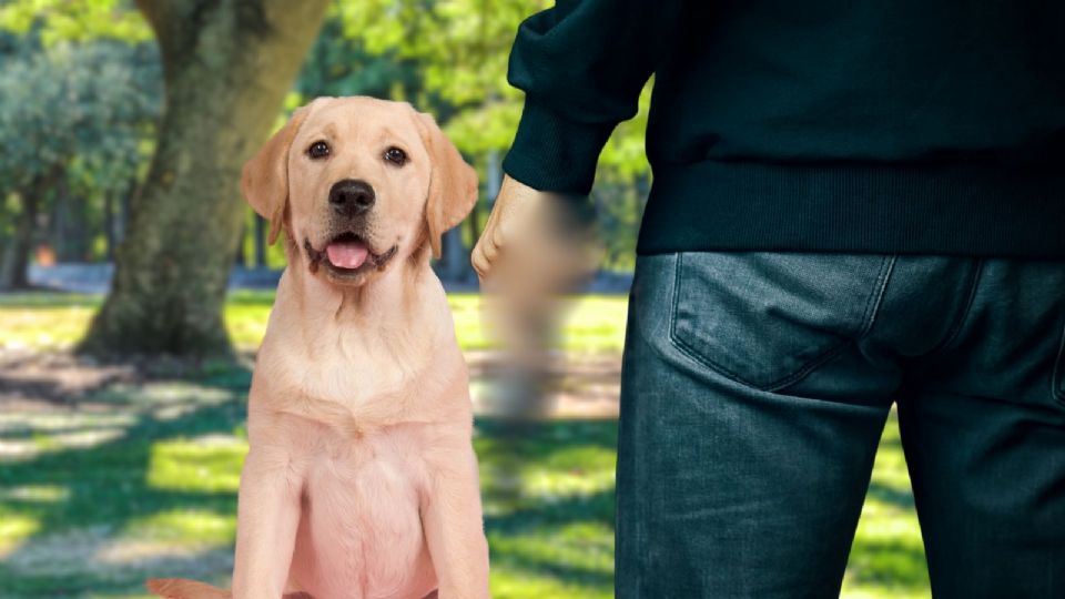 El Código Penal del Edomex impone sanciones estrictas para quienes cometan actos de crueldad animal.