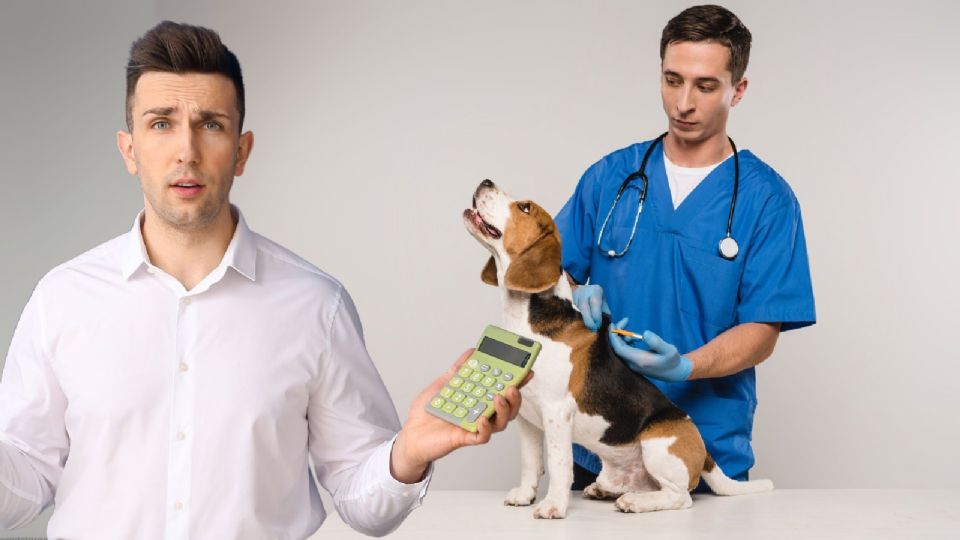 Se planteó que al momento de calcular el impuesto anual, los contribuyentes podrán hacer deducciones personales por el concepto de alimentos para animales de compañía.