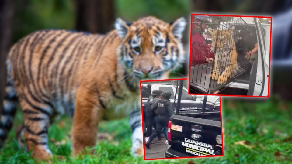 La escena quedó captada en video y fue difundida en redes sociales.