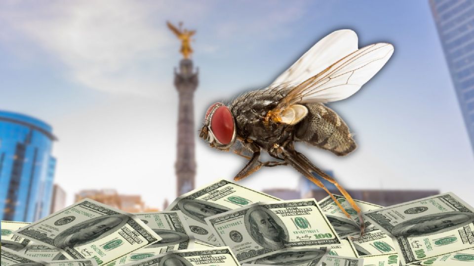 Mosca Cochliomyia hominivorax, causante del gusano barrenador. La técnica de insectos estériles busca reducir su reproducción.