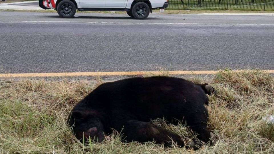 El cuerpo del ejemplar quedó tendido sobre los carrilles de alta velocidad, personal de Protección Civil lo colocó en el camellón central.