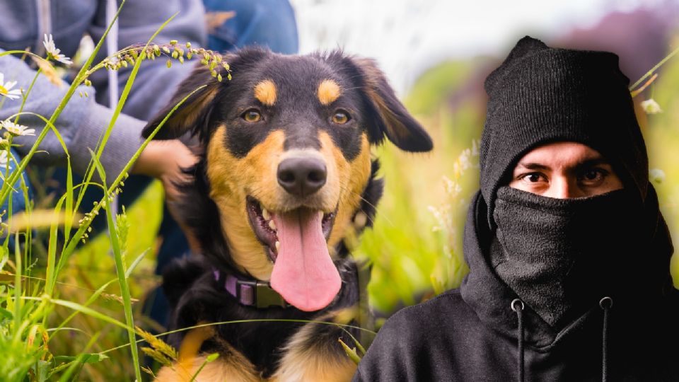 Robo y secuestro de perros.