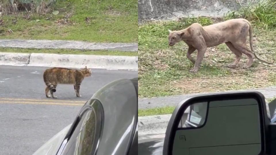 Puma capturado en video mientras cazaba un gato en Monterrey.