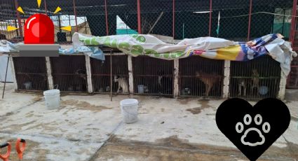 Fiscalía de Edomex asegura a 52 perros tras presunto maltrato animal en Ixtapaluca