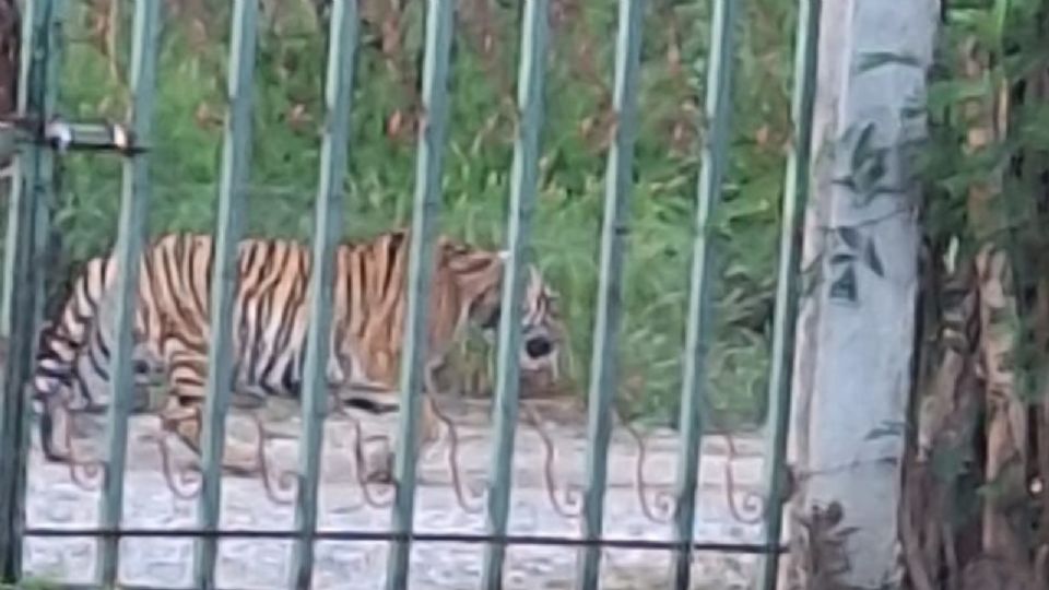 El ejemplar fue visto en una zona de brechas, por lo que se se solicitó el apoyo del personal de Parques y Vida Silvestre.