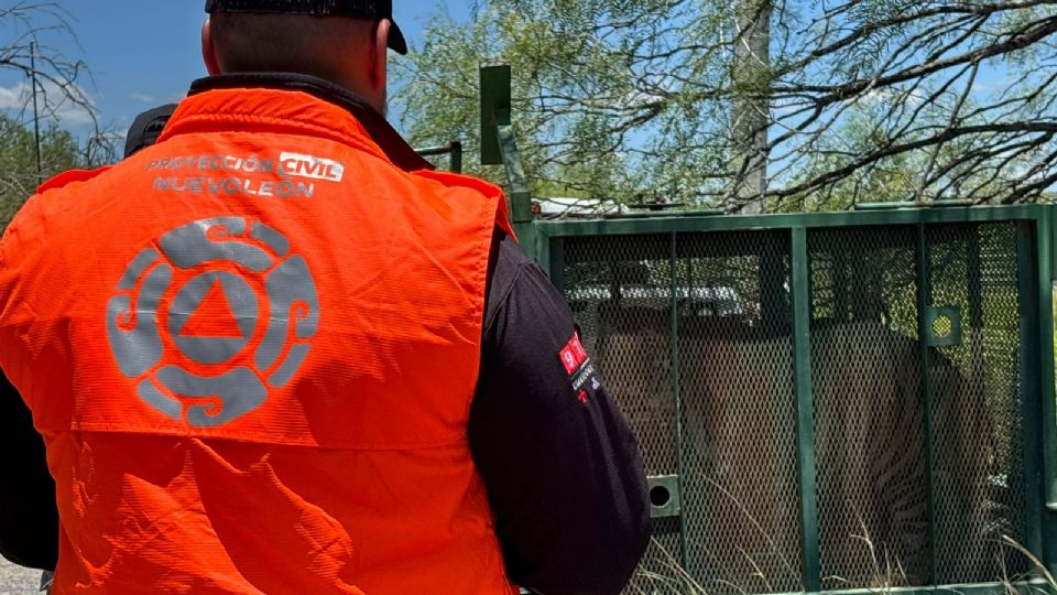 El tigre fue localizado y capturado sano y salvo en Salinas Victoria, Nuevo León, tras operativo de búsqueda que duró más de 10 horas.