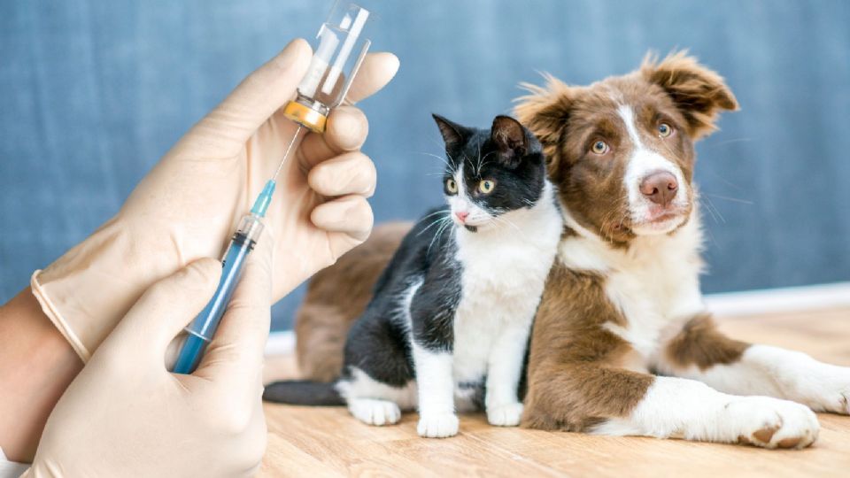 AGATAN invita a los tutores a registrarse a tiempo y aprovechar estos servicios que fortalecen el vínculo humano-animal